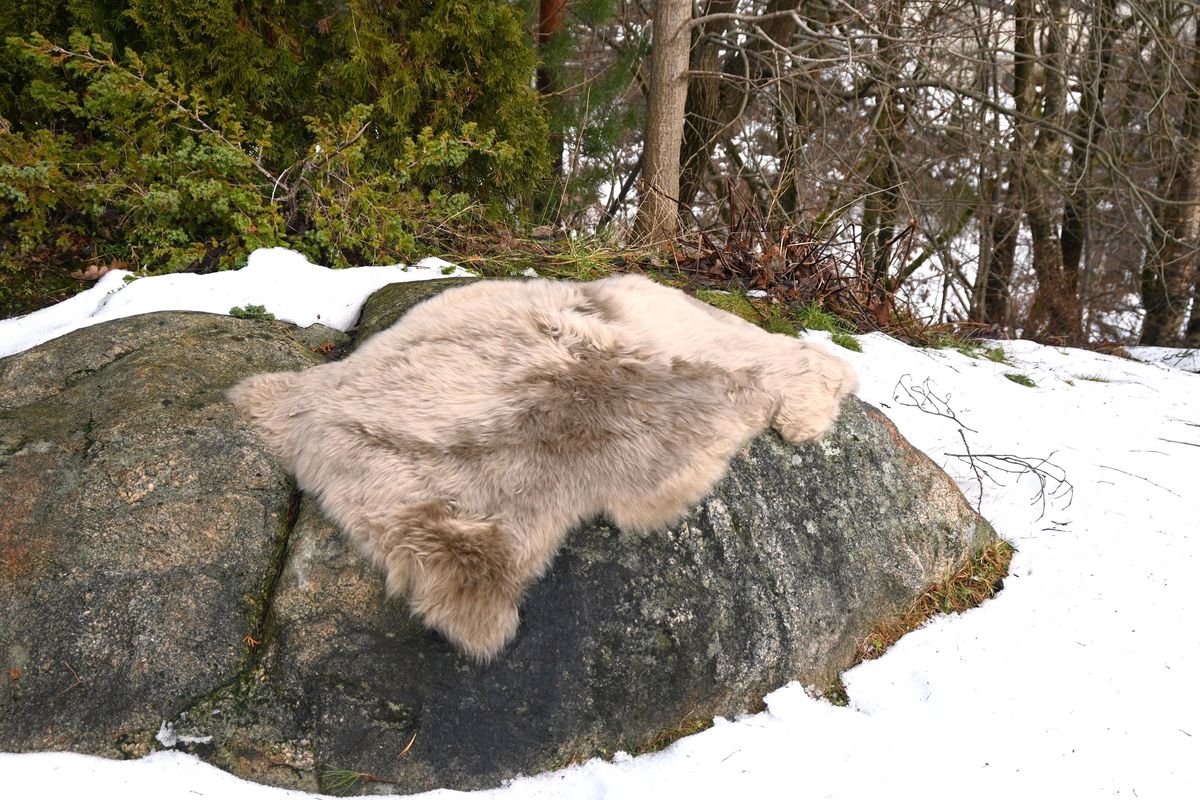 Skinnwille Gently saueskinn - beige